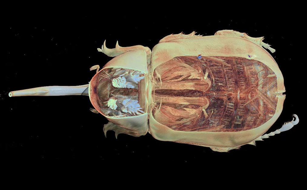 Dynaste (scarabée) numérisé par microtomographie